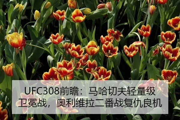 UFC308前瞻：马哈切夫轻量级卫冕战，奥利维拉二番战复仇良机